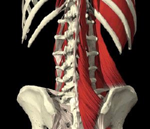 the deeper muscles of the back